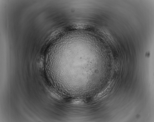 X0000101150175200806270951