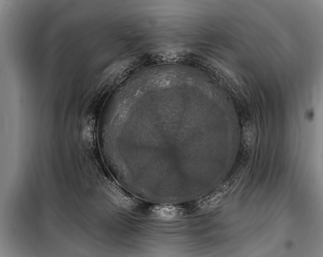 X0000101150181200806270951