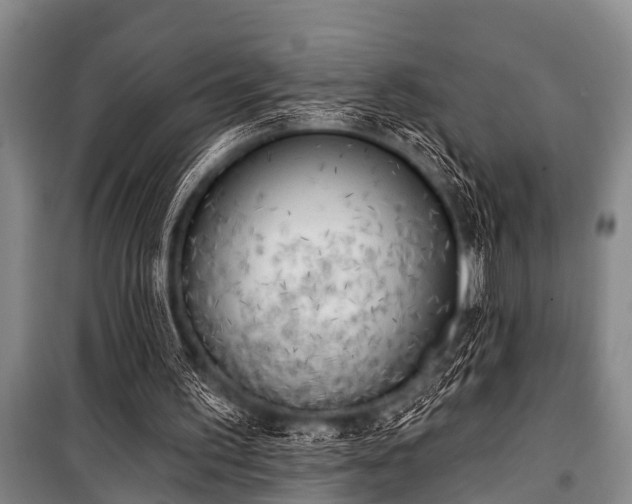 X0000101150195200806270951