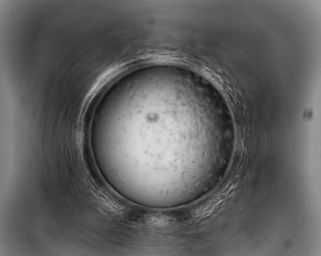 X0000101150199200806270951