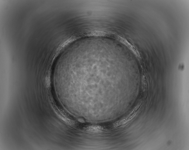 X0000101150203200806270951