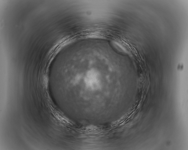 X0000101150290200806270950