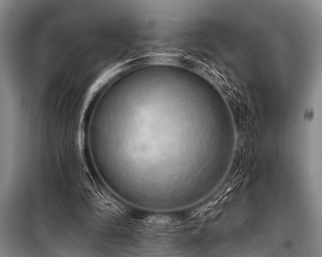 X0000101150294200806270950