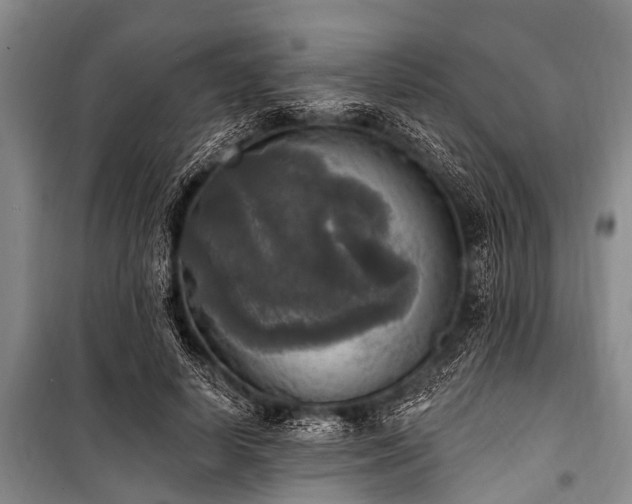 X0000101150642200806270944