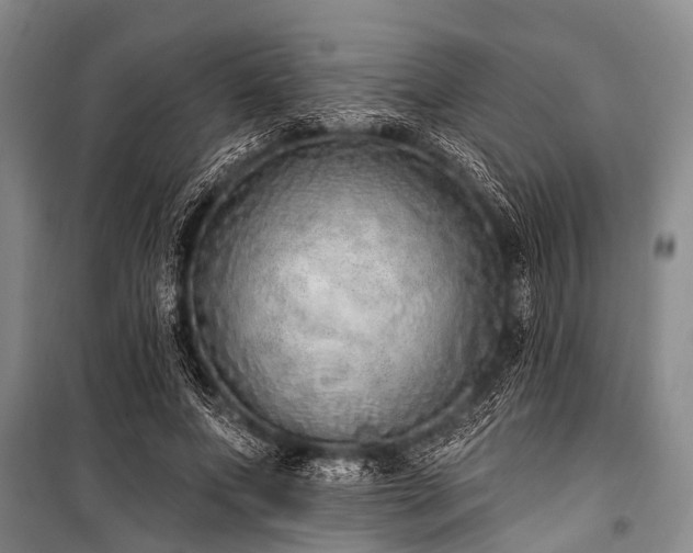 X0000101150687200806270944