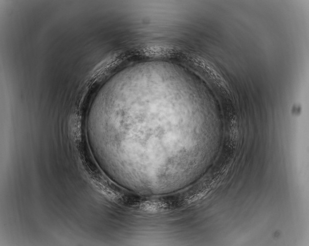 X0000101150696200806270944