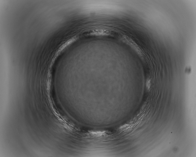 X0000101150724200806270943