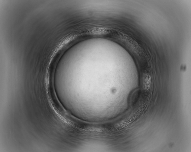 X0000101150726200806270943