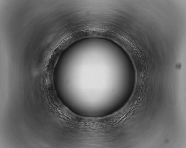 X0000101150774200806270942