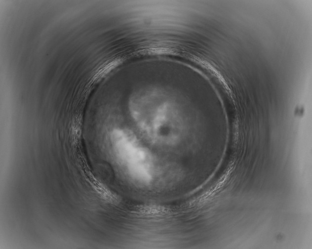 X0000101150785200806270942