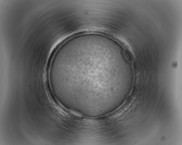 X0000101150928200806270940