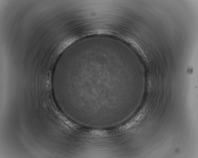 X0000101150977200806270940