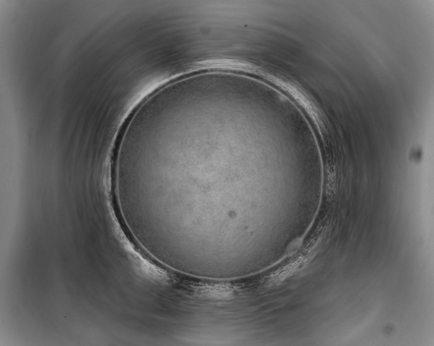 X0000101150999200806270939