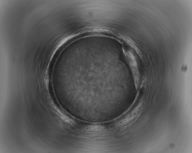 X0000101151024200806270939