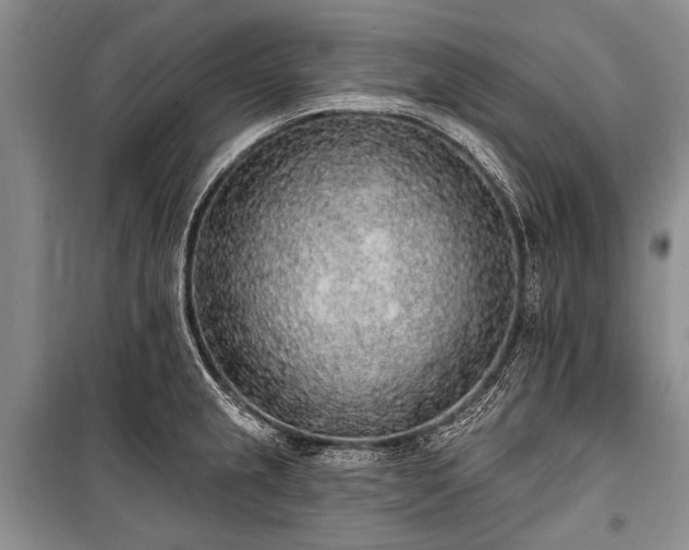 X0000101151237200806270936