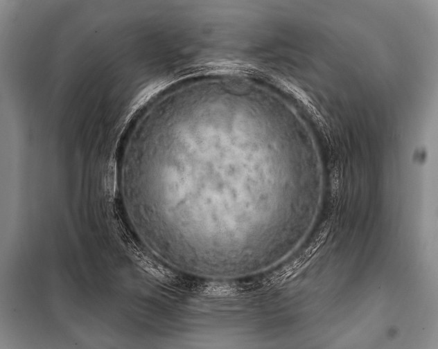 X0000101151267200806270935