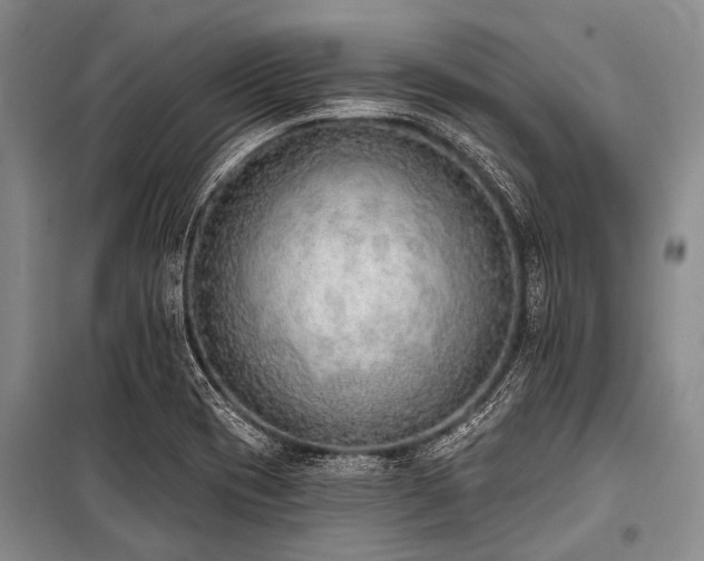 X0000101151417200806270933
