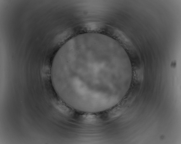 X0000101150419200807071154