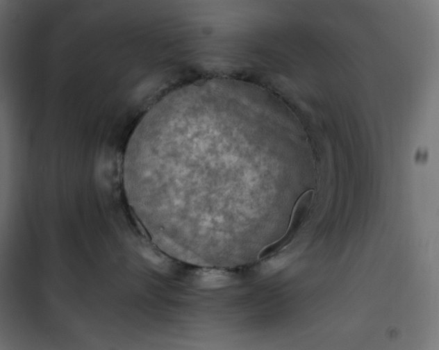 X0000101150528200807071153