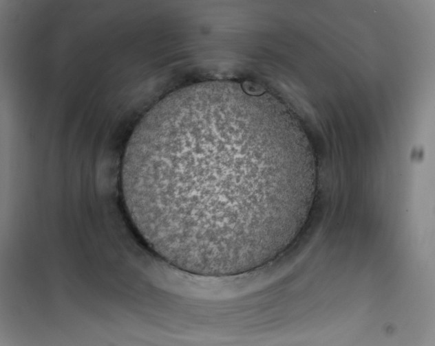 X0000101150030200807111016