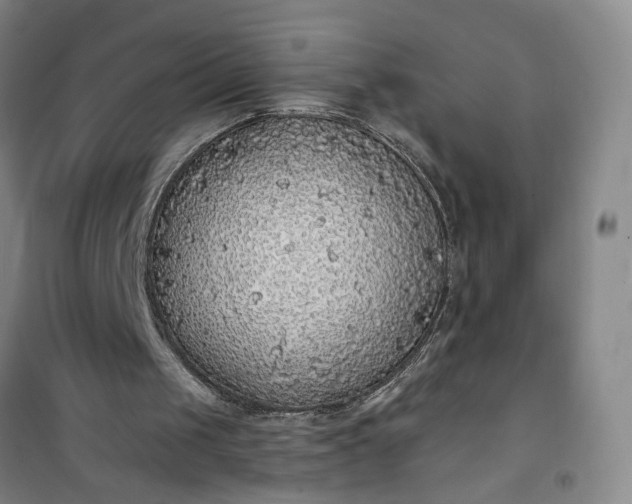 X0000101150049200807111015