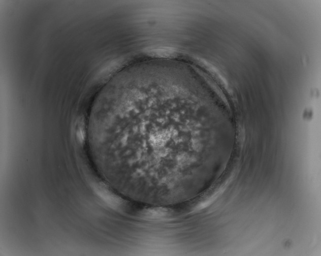 X0000101150069200807111015