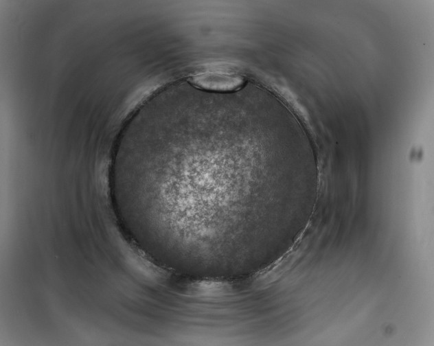 X0000101150154200807111013