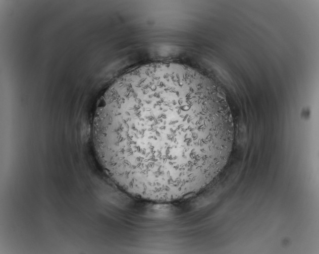 X0000101150324200807111011