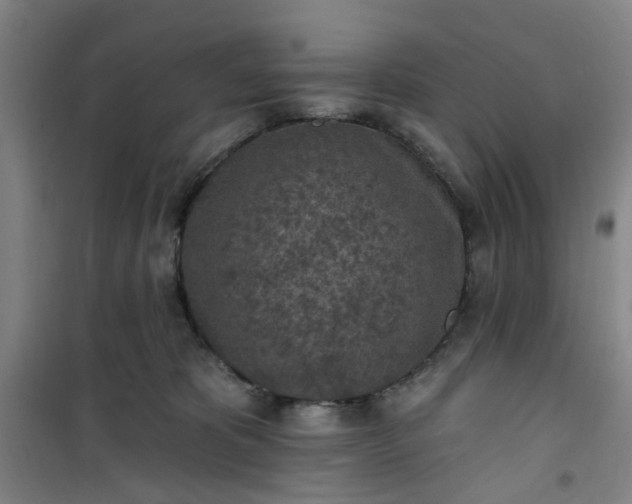 X0000101150325200807111011