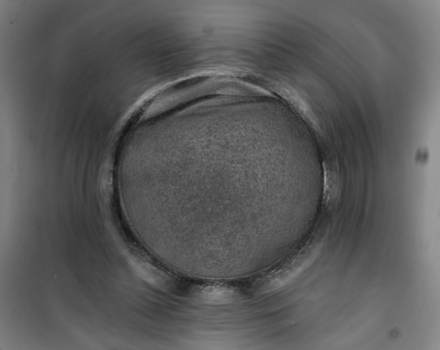 X0000101150348200807111010