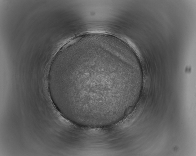 X0000101150385200807111010