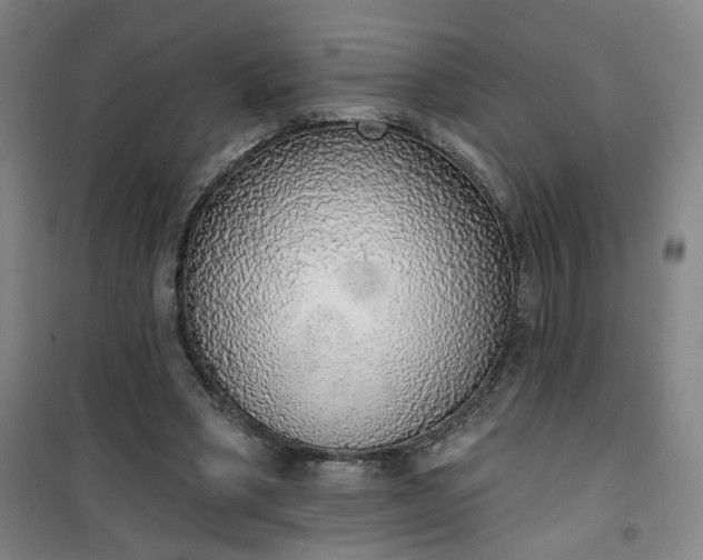 X0000101150394200807111010