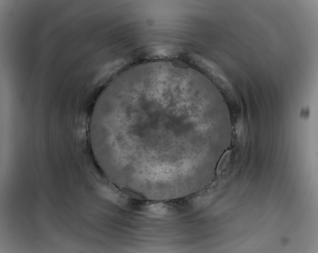 X0000101150423200807111010