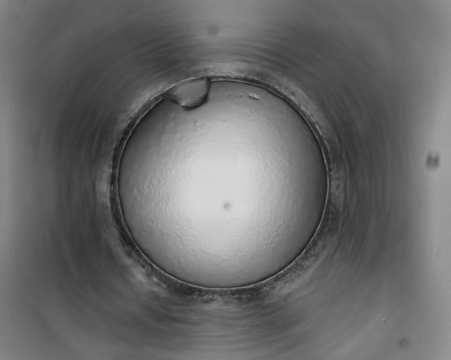 X0000101150434200807111009