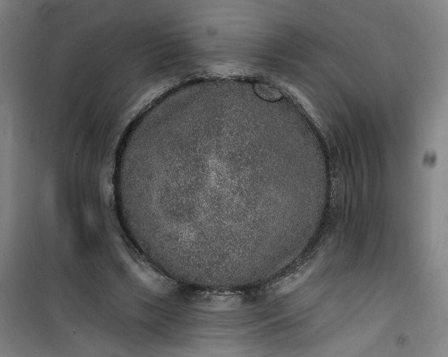 X0000101150443200807111009