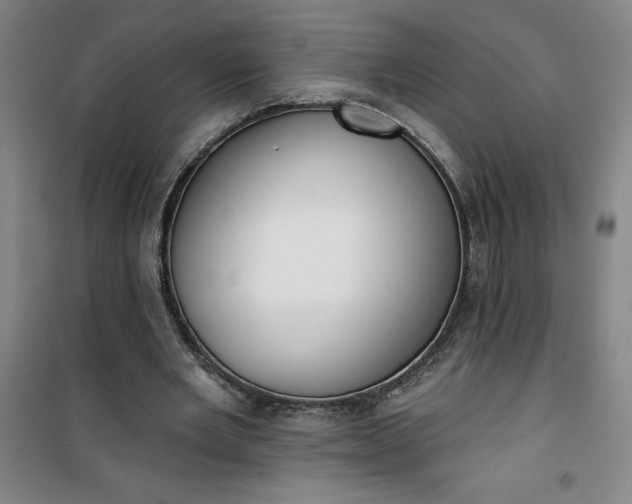 X0000101150485200807111009