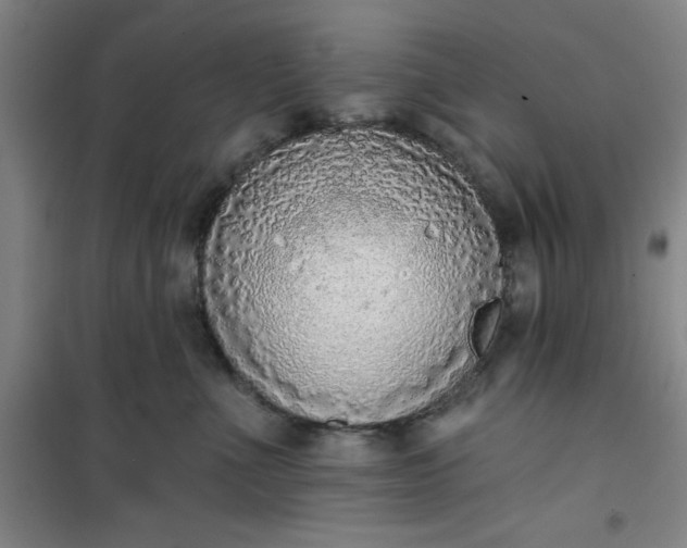 X0000101150523200807111008