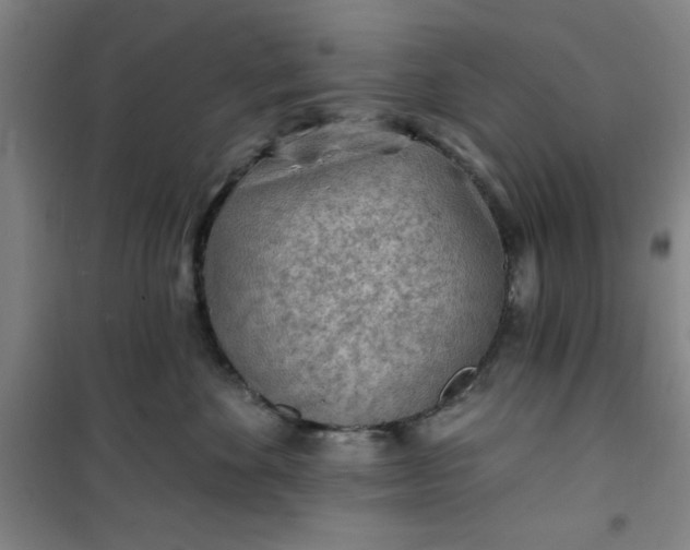 X0000101150524200807111008