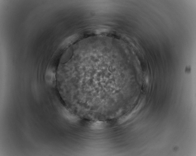 X0000101150527200807111008