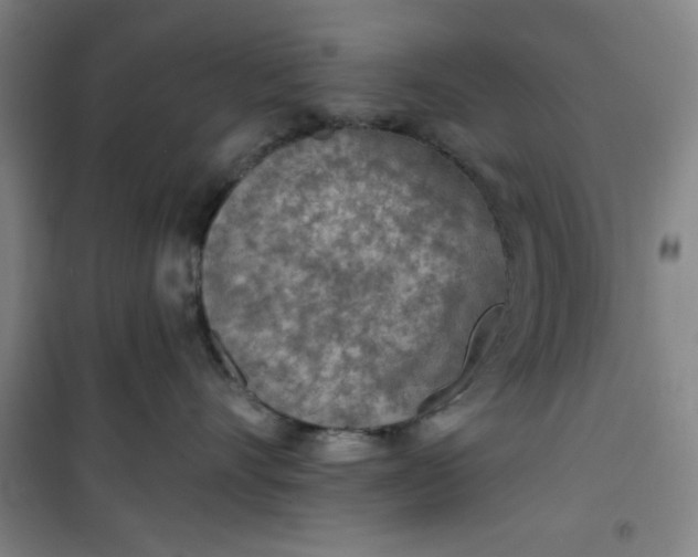 X0000101150528200807111008