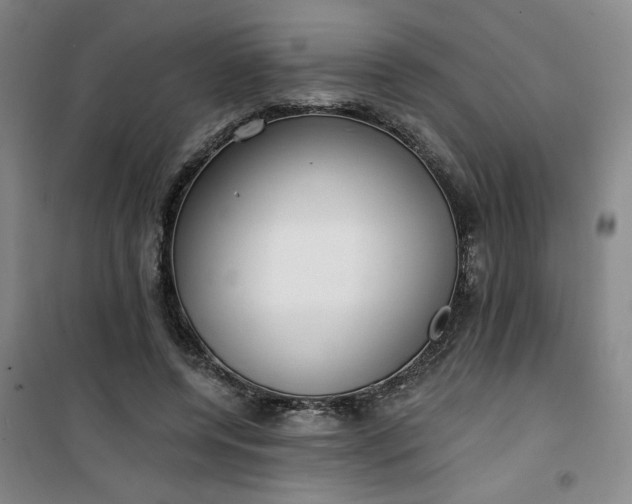 X0000101150544200807111008