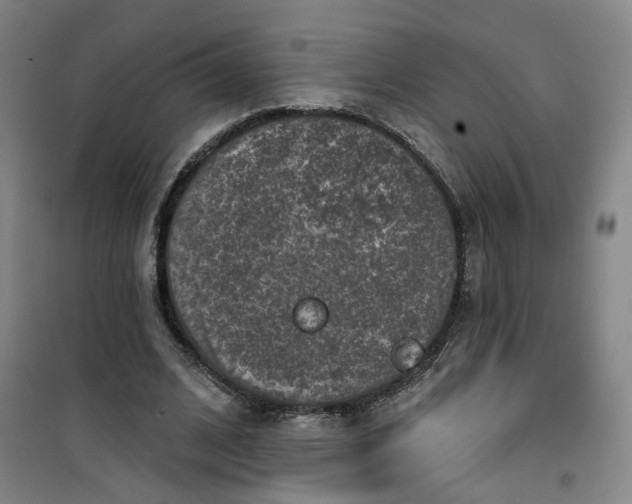 X0000101150584200807111007