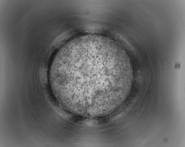 X0000101150696200807111006