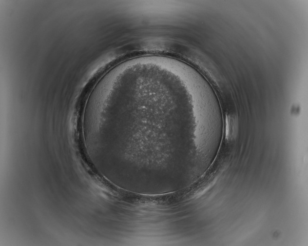 X0000101150723200807111005