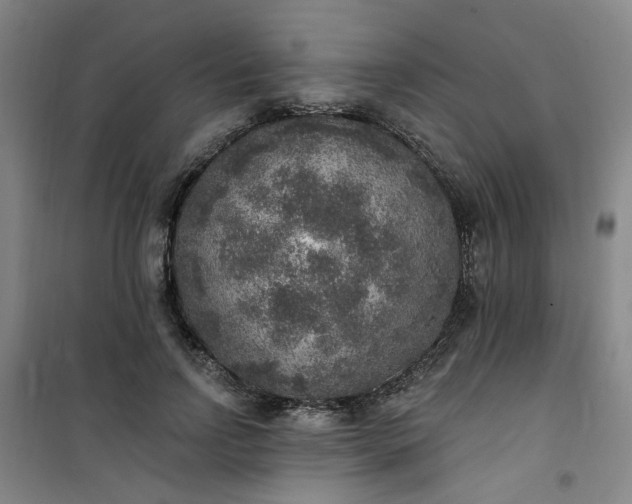 X0000101150742200807111005