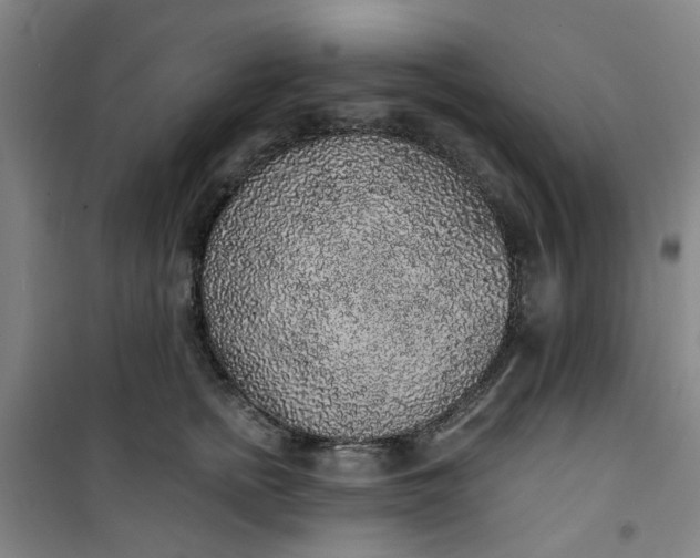 X0000101150758200807111005