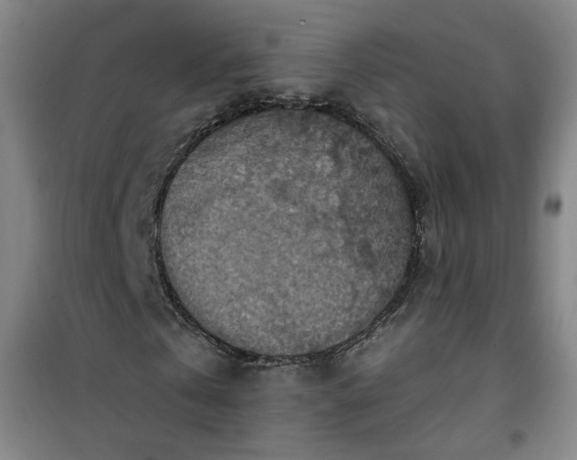 X0000101150769200807111005