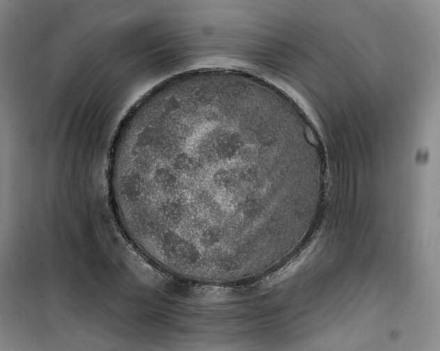 X0000101150783200807111004