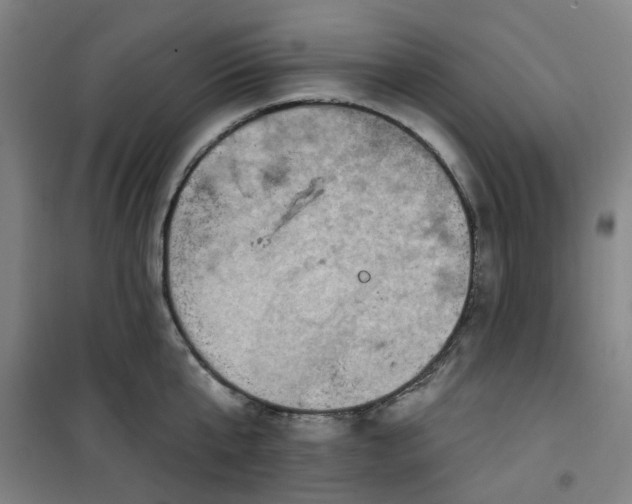 X0000101150807200807111004