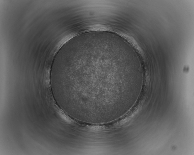 X0000101150889200807111003